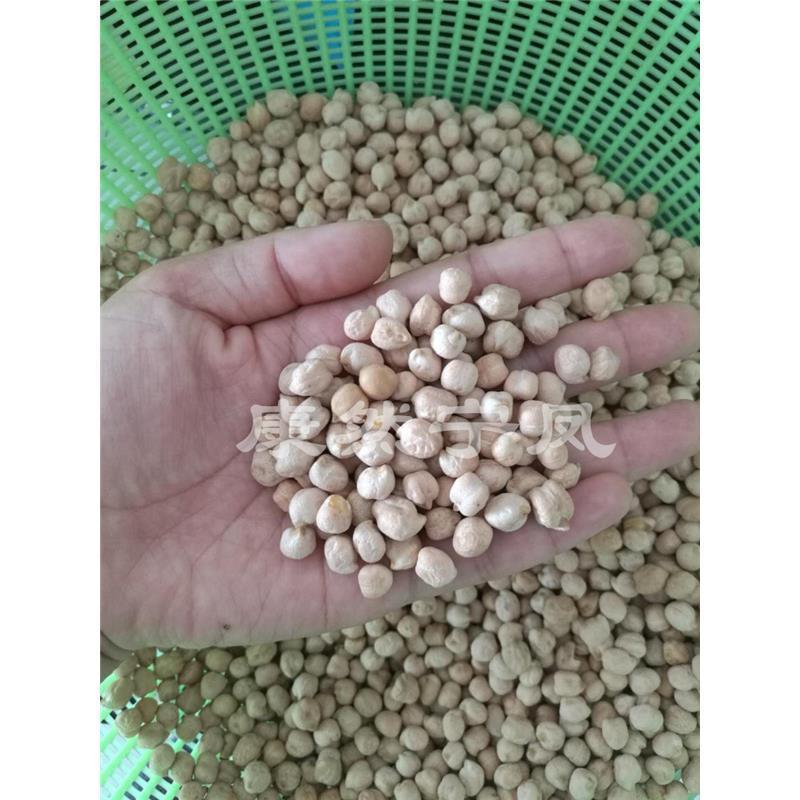 云南野生天麻籽1500g  长寿豆天麻豆天麻子用于头晕目【2月20日发完】