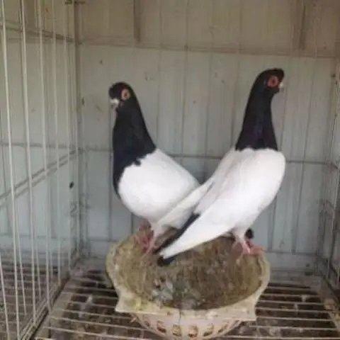 观赏鸽子肉鸽小嘴平头成年青年点子农家扬州点子金眼白青年凤头【4月