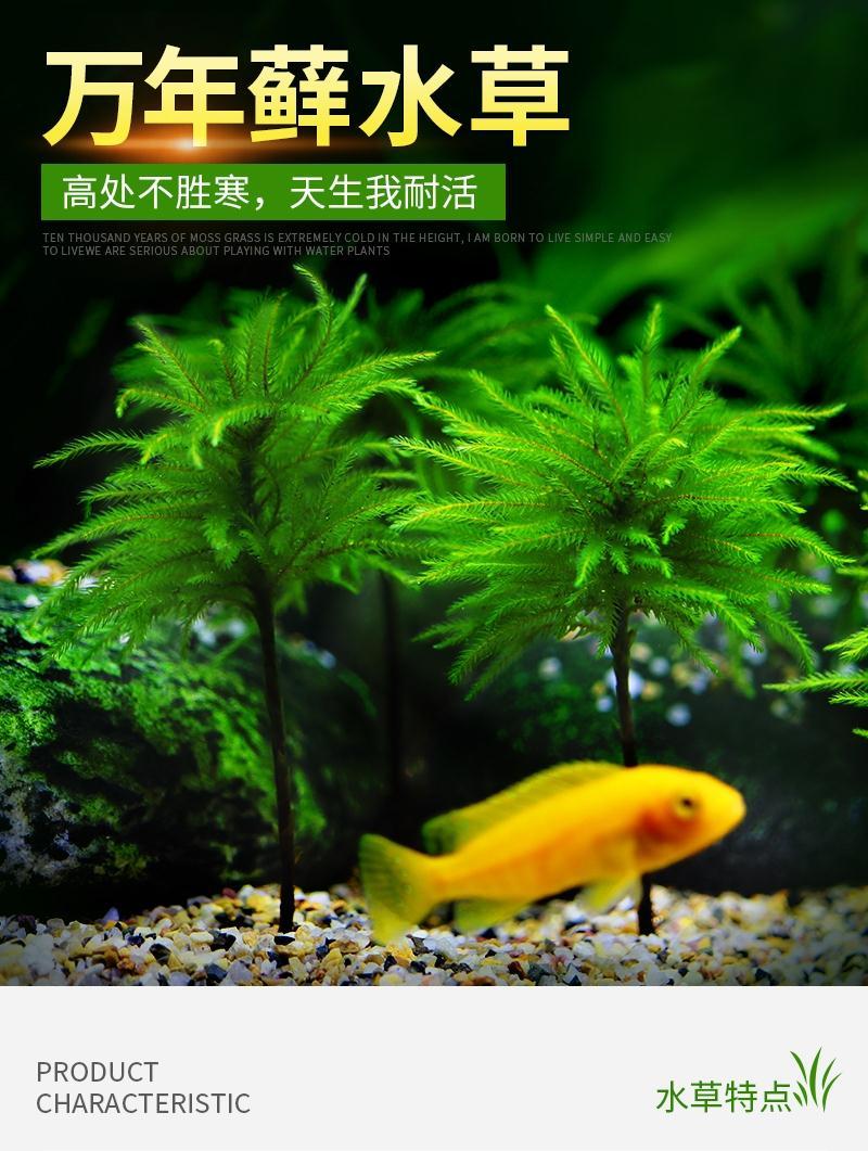 現貨 限時特賣萬年蘚水草活體耐活耐低溫苔蘚魚缸水族箱生態瓶雨淋缸造景水草 露天拍賣