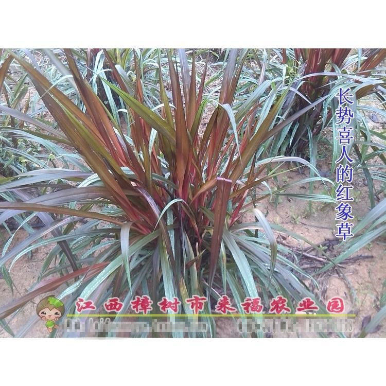 新型皇竹草耐寒高产巨菌草台湾甜象草紫色红象草牛羊兔鱼鹅牧草