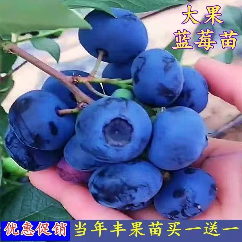 蓝莓果树苗南北方种植庭院阳台盆栽地栽别墅当年结果蓝莓果苗