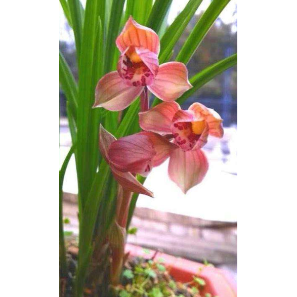 包邮四川名品兰花苗 春剑【大红荷】浓香室内绿植花卉盆景园艺