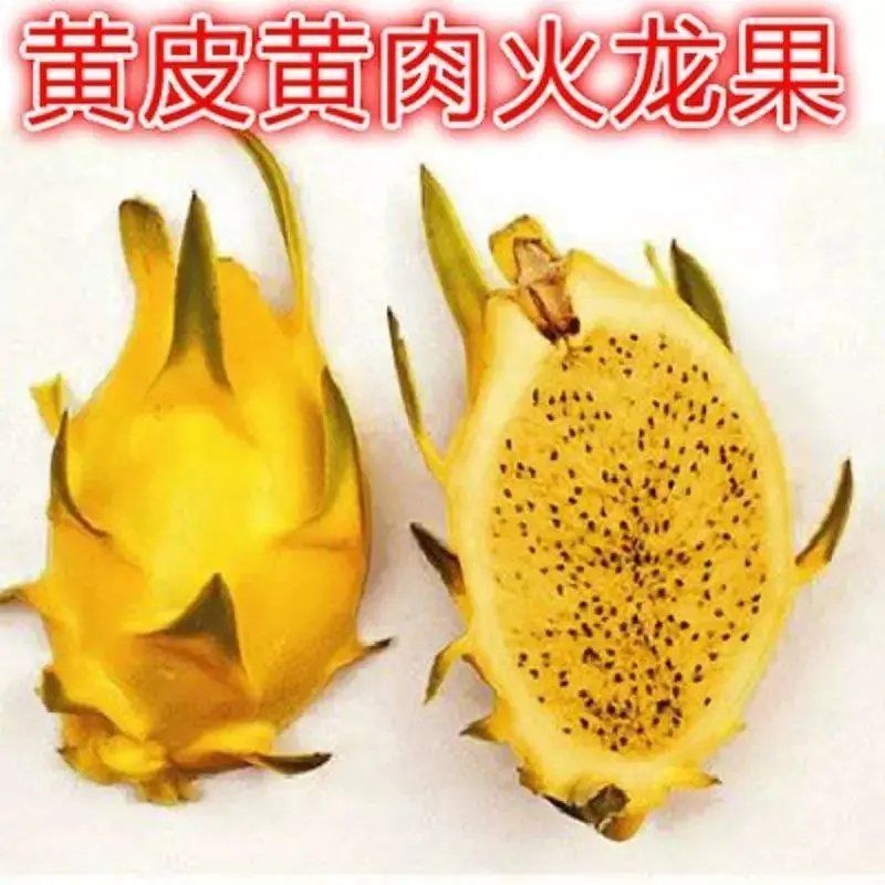 黄皮火龙果,黄金麒麟果,黄龙果苗,果树苗,嫁接苗,黄色,盆景 黄肉