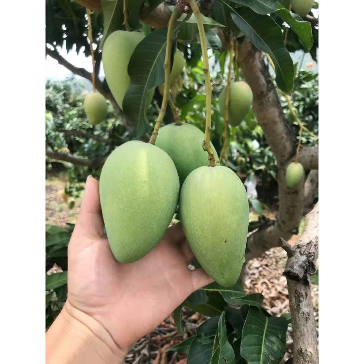 小台芒广西小台农芒果9斤装整箱新鲜鸡蛋芒当季热带水果包邮核薄