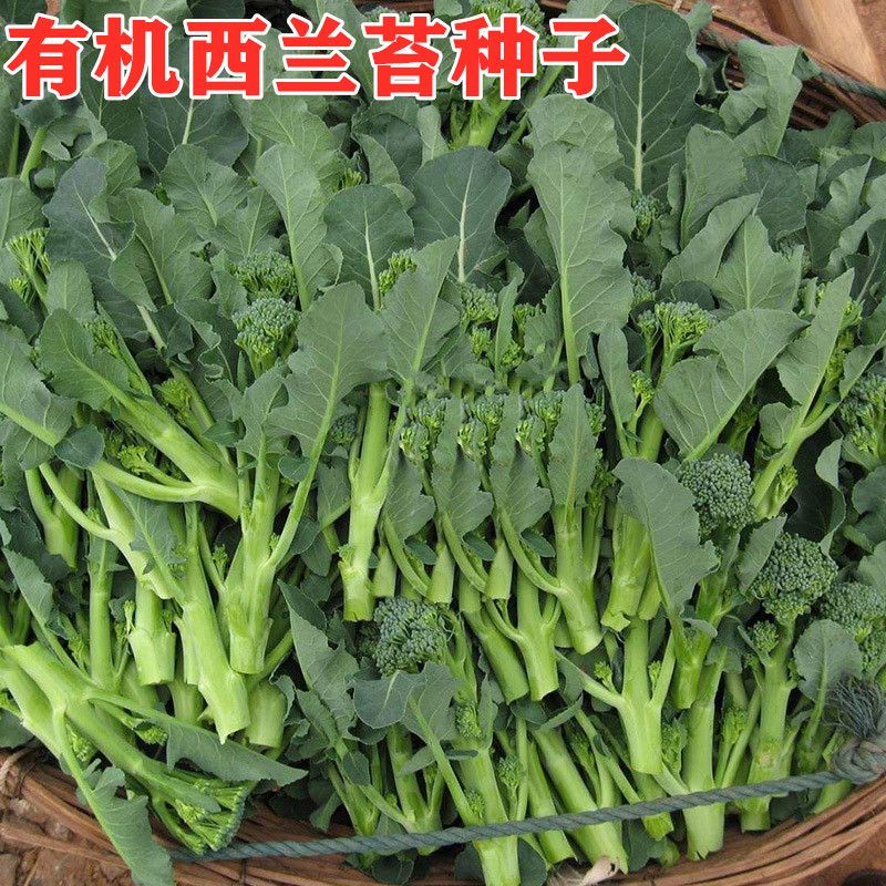西兰苔种子西洋芥兰种籽小西蓝花芥蓝菜苔菜心四季蔬菜高产包邮