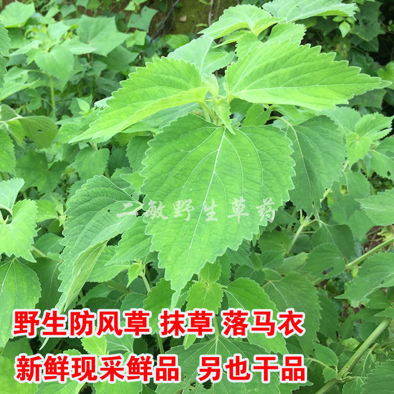 新鲜广防风 抹草 落马衣 中草药材 排风草 土藿香 抹草 荆芥 包邮