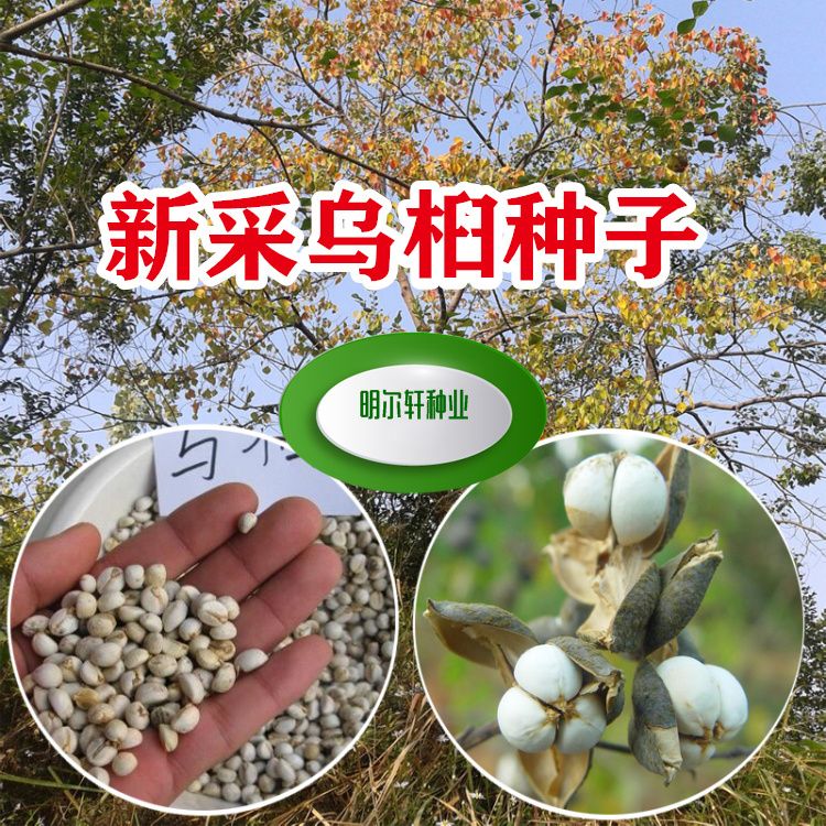 乌桕种子腊子树桕子树木子树种子药用园林绿化
