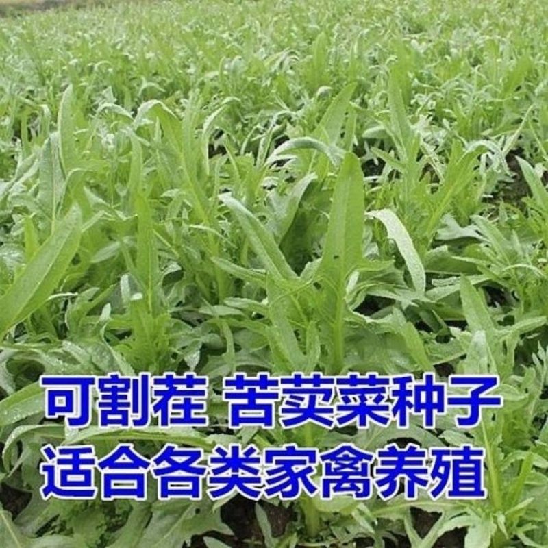 苦荬菜种子 多年生牧草草籽 鱼猪鸡鸭鹅苦麻菜苦麦菜苦买菜苦卖菜