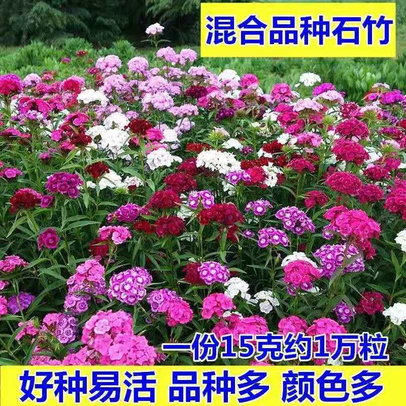 五彩石竹花籽盆栽欧石竹花种红色重瓣庭院美国花种籽子四季种子