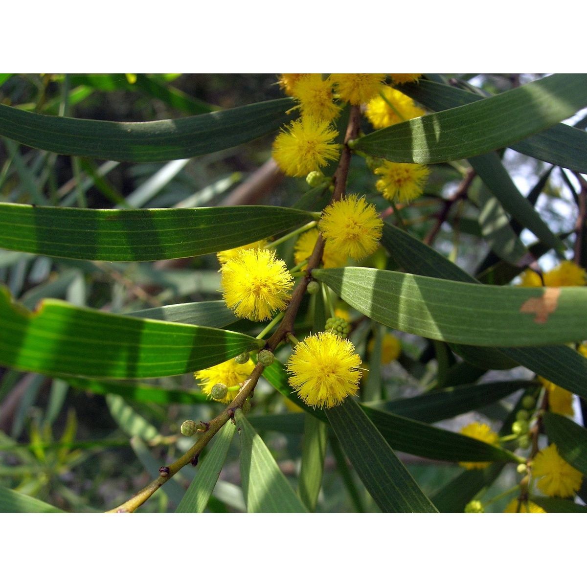 台湾相思树苗大叶相思树苗种植绿化生态造林树种