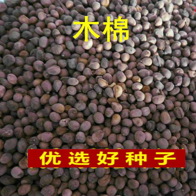 美丽异木棉种子木棉花木棉树种子大腹木棉种子新菜木棉种