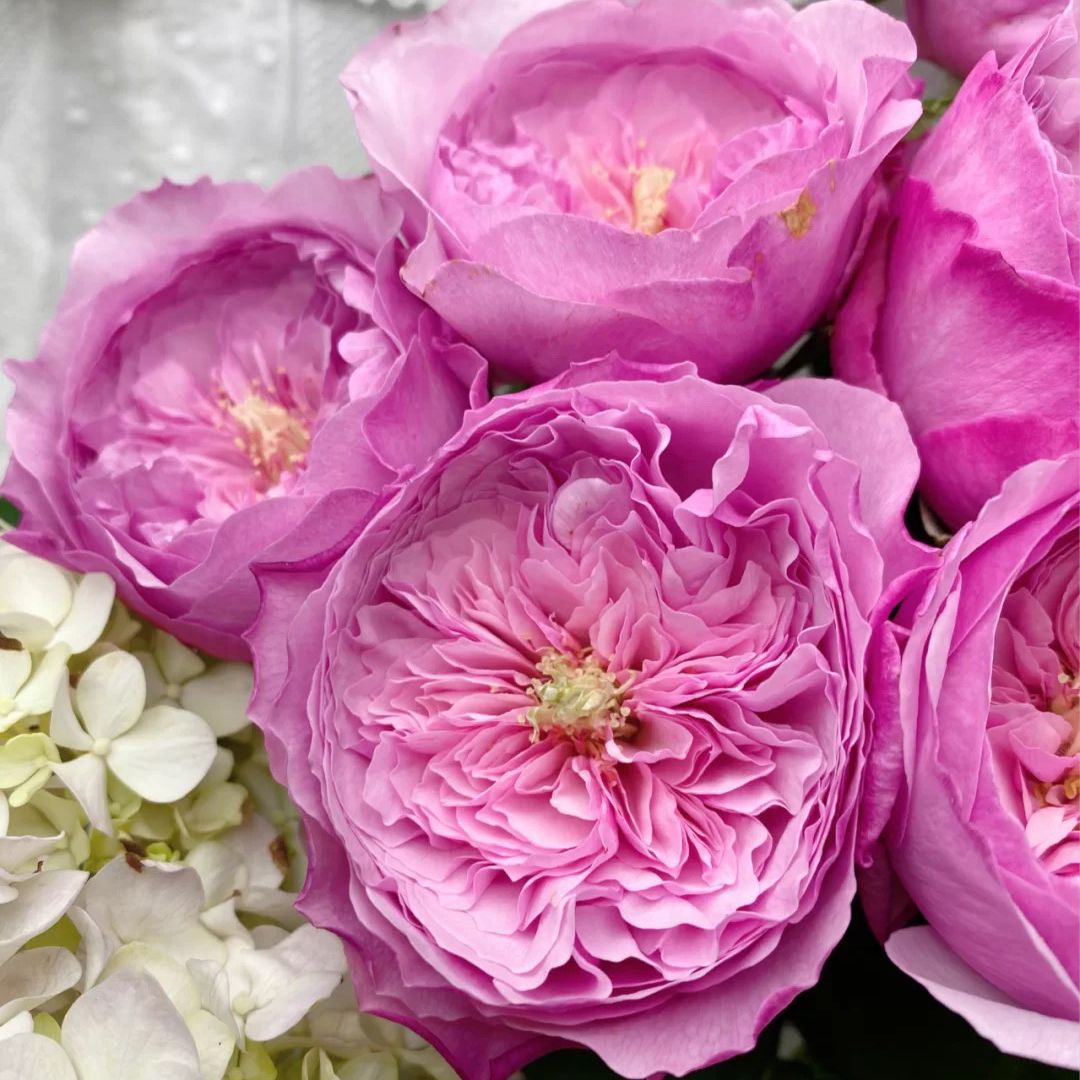 凯丽灌木奥斯汀欧月季切花凯利丰花浓香玫瑰花苗阳台大花盆栽大苗