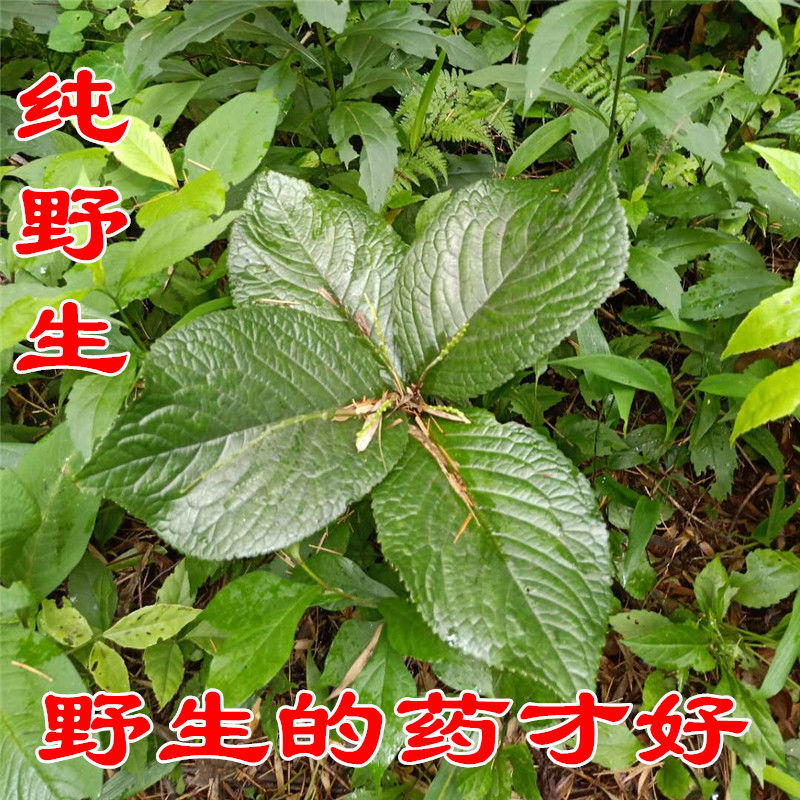 野生新鲜四块瓦四叶莲四叶对四叶金四大天王中草药材全草500g