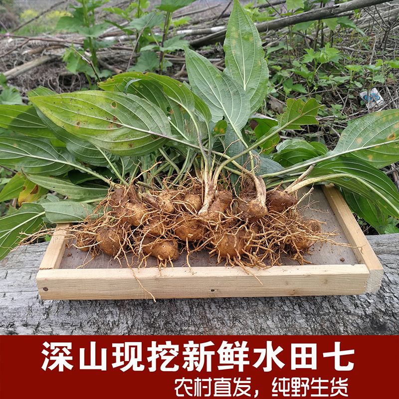 新鲜水田七野生屈头鸡土三七水田七现挖水田七苗根水虾公500g草药