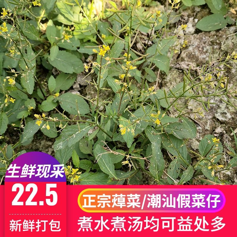 新鲜蔊菜辣米菜天然油菜塘葛菜干油菜石豇豆田葛菜潮汕假菜仔500g【2