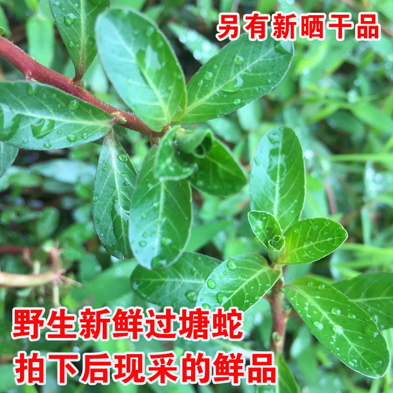 新鲜过塘蛇 现采过江龙 过沟龙 过塘蛇 生鲜中草药 过江藤 包邮