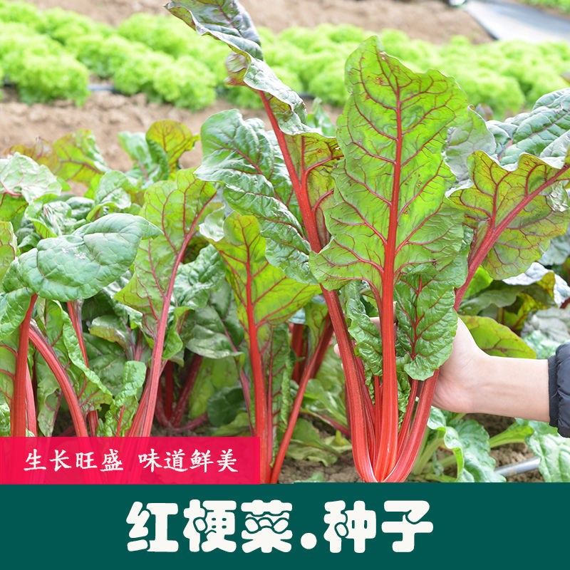 红梗菜种子 农家菜园易种植连根红纤维少甜菜根红甜菜蔬菜种子