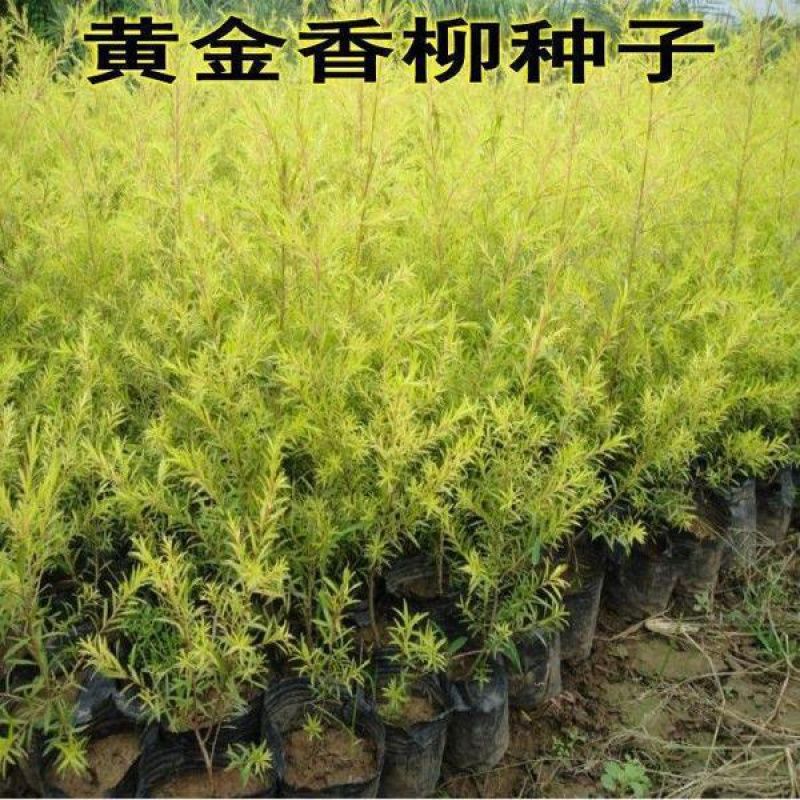优质黄金香柳种子 千层金种子 质量保证发芽率高