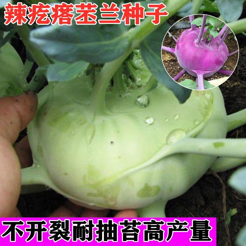 苤兰丕蓝种子球茎甘蓝种籽芥兰头芥菜四季蔬菜阳台腌咸菜辣疙瘩