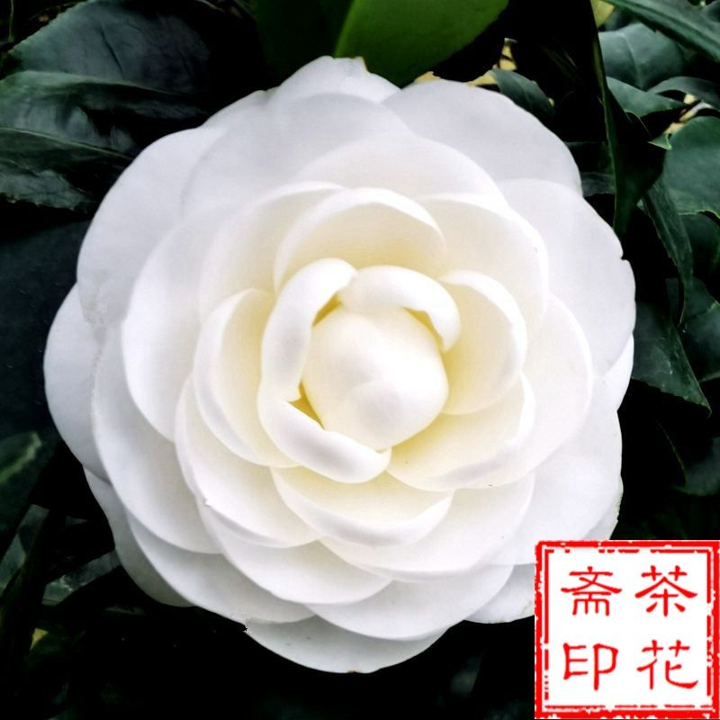 东方亮茶花盆栽绿植名贵白花卉四季阳台室内客厅花苗庭院植物好养