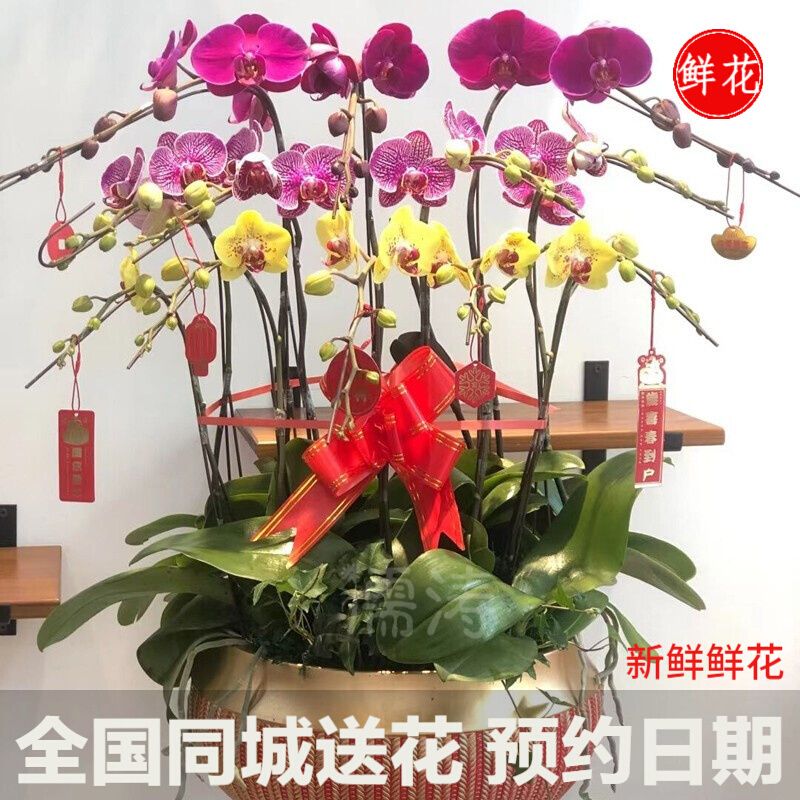 粉黄紫蝴蝶兰花卉盆栽真花同城鲜花速递年宵花上海成都北京天津花