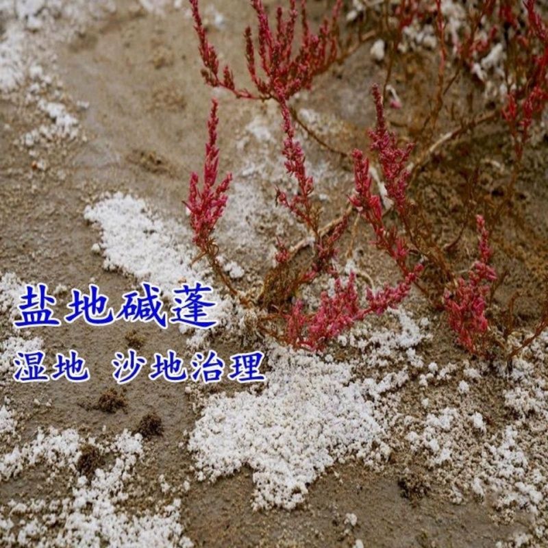 碱蓬草种子 盐地碱蓬土壤改善沙地荒地耐盐碱治理护坡 红色翅碱蓬