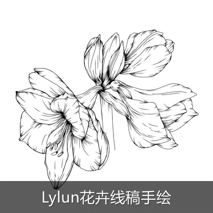 t679手绘花卉植物针管笔黑白铅笔线稿procreate插画临摹素材图片