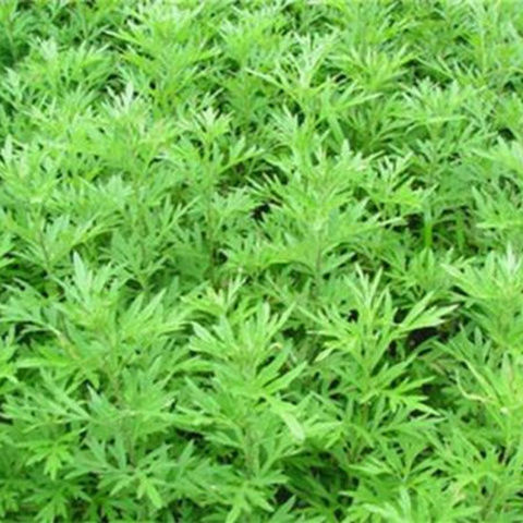 艾草种子驱蚊草种籽花种子庭院室内阳台四季易种开花香草常绿植物