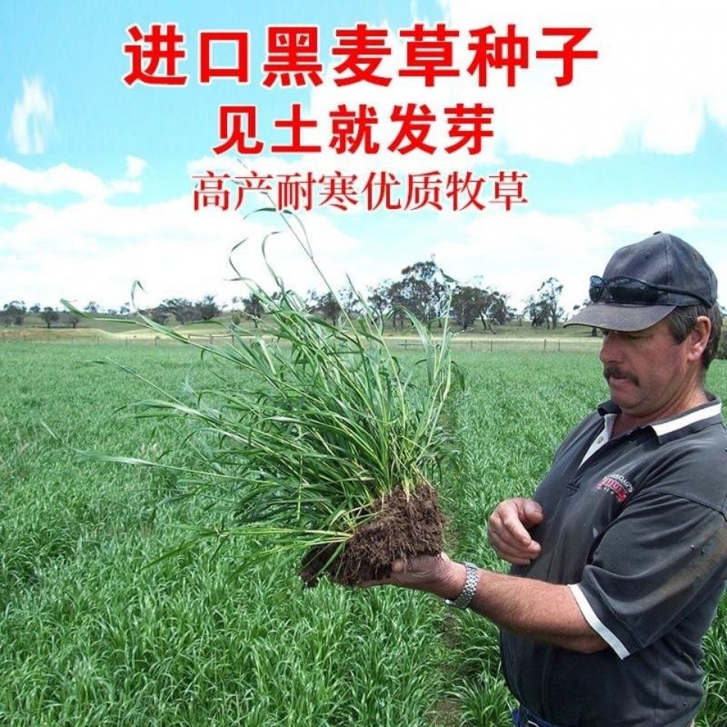 牧草种子 黑麦草冬牧70 紫花苜蓿高丹草菊苣墨西哥玉米苦卖菜包邮