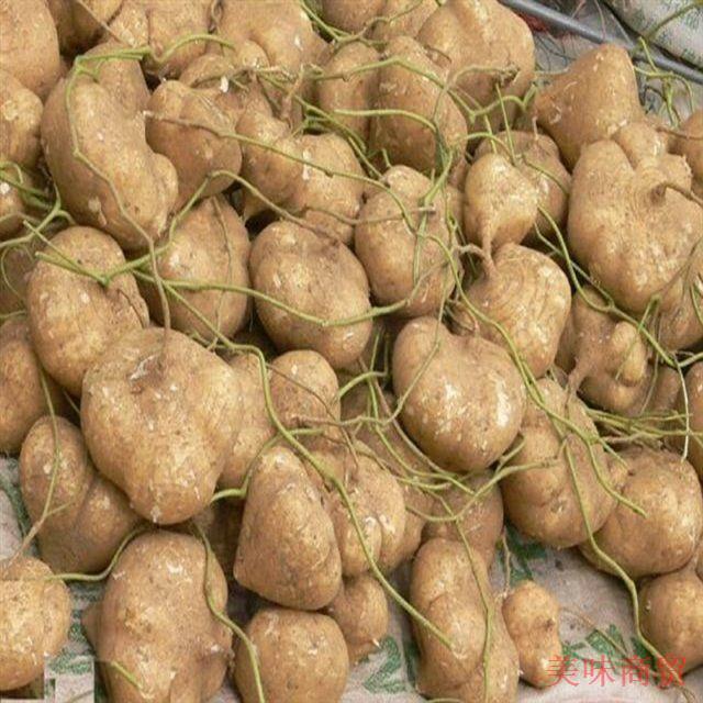 贵州新鲜凉薯地萝卜豆薯地瓜沙葛土瓜5斤3斤10斤