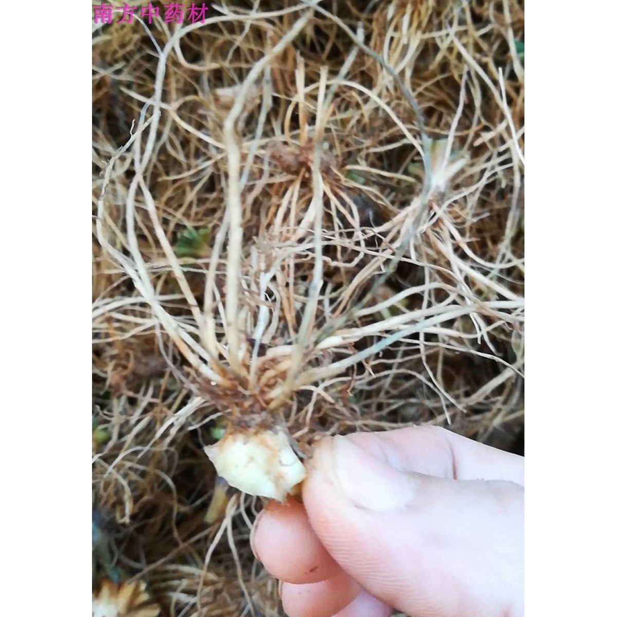 地胆头干货新鲜材地胆草根 广东煲汤料 红花地斩头500g克包邮
