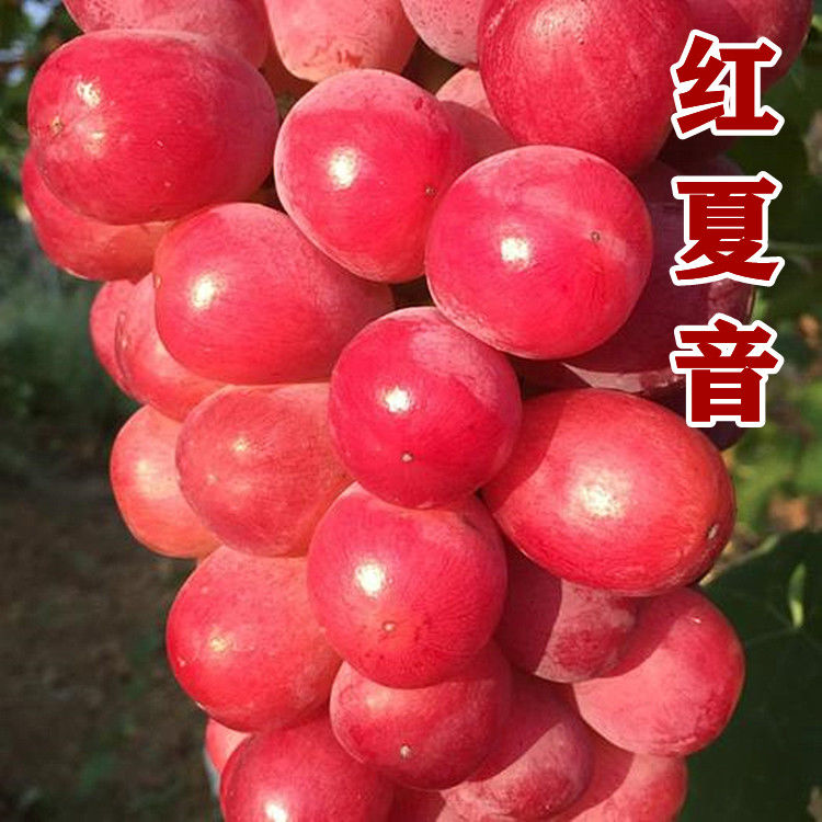 红夏音葡萄苗 果树果苗 南方种植 爬藤裸根 葡萄树苖新品种葡萄苗
