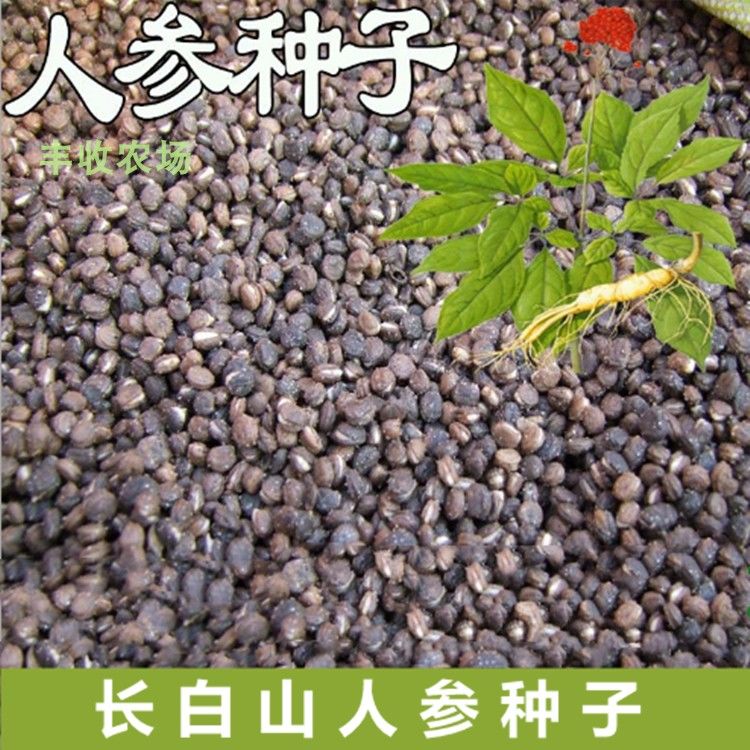 散装出售人参种子东北长白山人参种子西洋参种子野山参种子 包邮