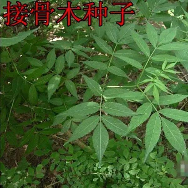 材种子接骨木种子又名大接骨丹活筯条接骨风续骨树种子