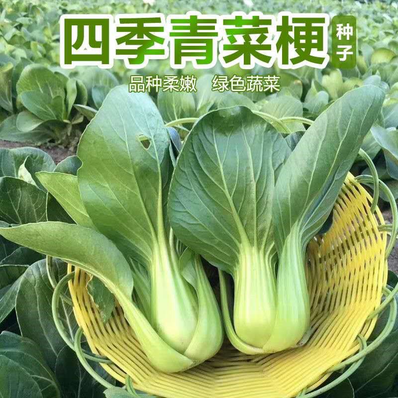 矮脚上海青种子小白菜菜种子四季播阳台园艺小青菜籽油菜种子蔬菜