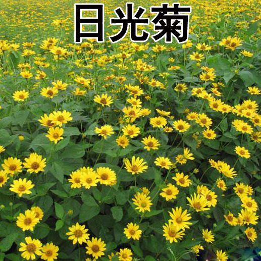 日光菊种子赛菊芋种籽庭院花海盆栽园艺绿植春秋播耐寒多年生花草