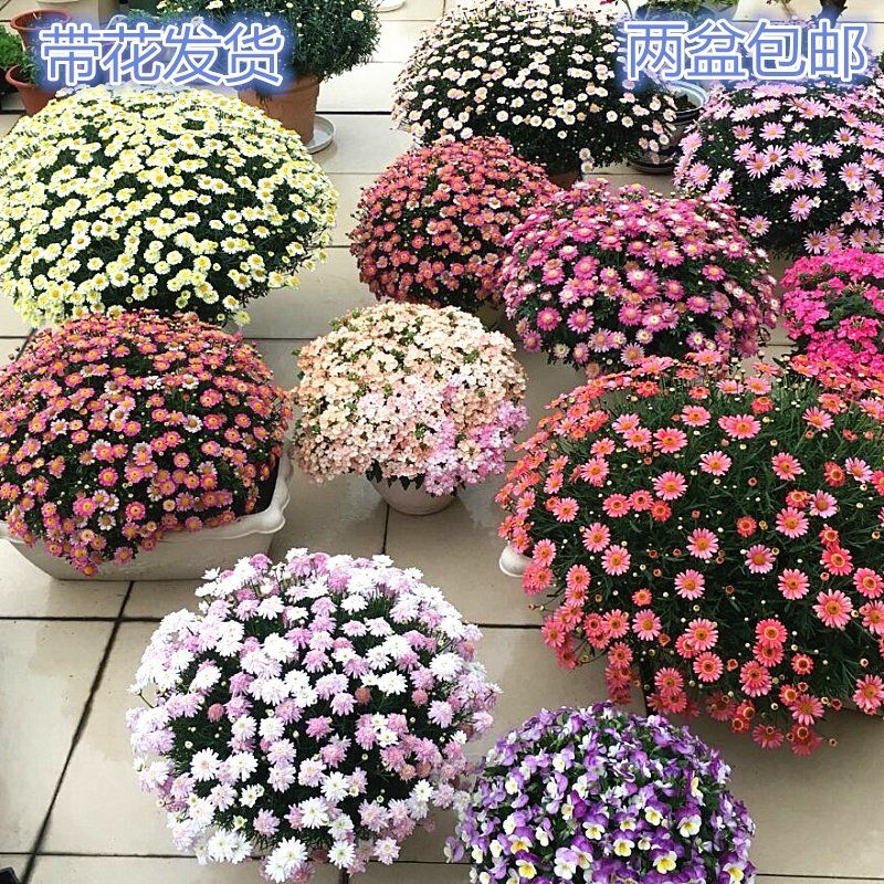 带花苞玛格丽特盆栽花苗重瓣带花糖果小雏菊室外阳台四季耐寒花卉【2