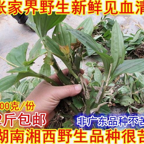 湖南张家界纯野生新鲜见血清 小见血清 非广东见血清 一份包邮