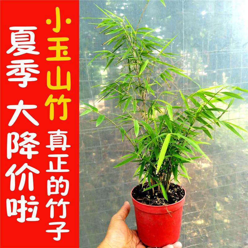 真正的竹子小盆栽正宗小玉山竹 油竹 米竹凤尾竹 姬翠竹 澳洲风竹