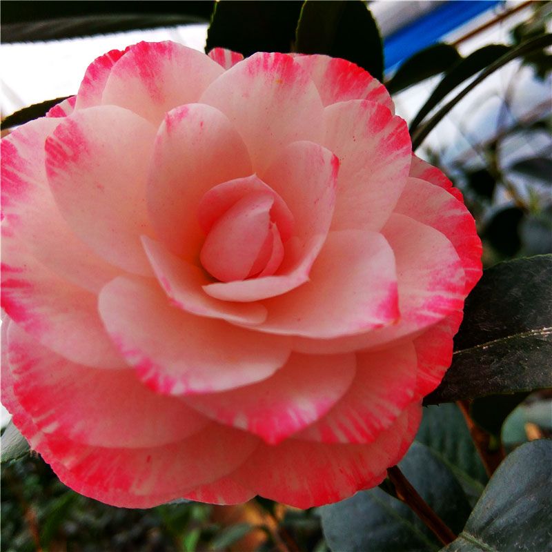 格蕾丝茶花福建名贵品种茶花盆栽室内外鲜花绿植阳台花卉四季盆栽