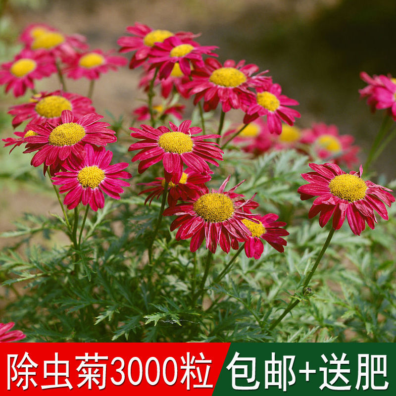 夏季驱蚊虫植物花草盆栽红花除虫菊种子驱蚊草籽驱苍蝇驱蛇四季播