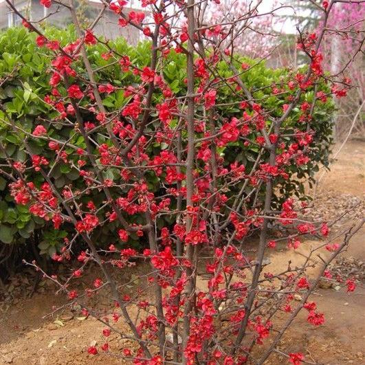 日本贴梗海棠花苗盆栽盆景室外绿植物花卉观花庭院当年开花风景树【2