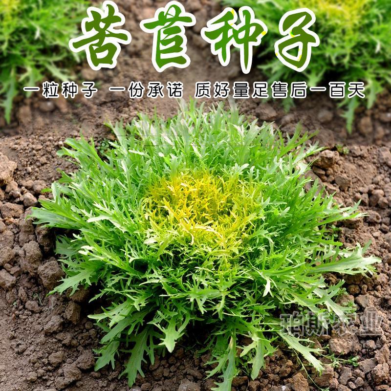 苦苣种子耐热凉拌苦菜盆栽大田蔬菜四季黄心花叶苦苣春季蔬菜种籽