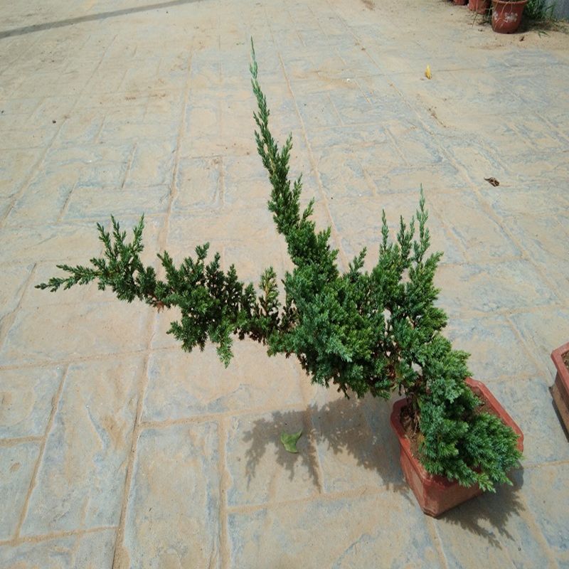 优质地柏苗铺地柏沙地柏小苗盆景造型素材大量出售现货供应