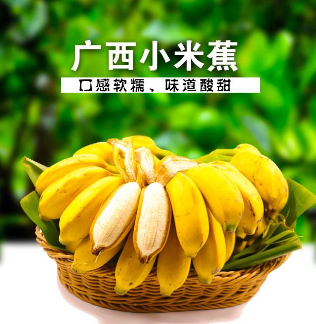 【25.8元泡沫箱精选】广西小米蕉10/5/1斤新鲜香蕉当季水果整箱皇帝蕉【博莱生活馆】