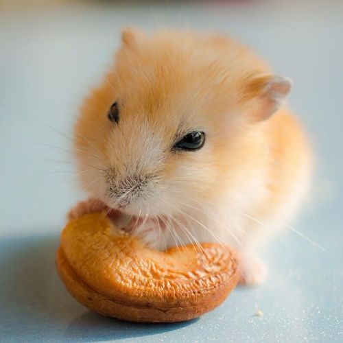 pudding hamster