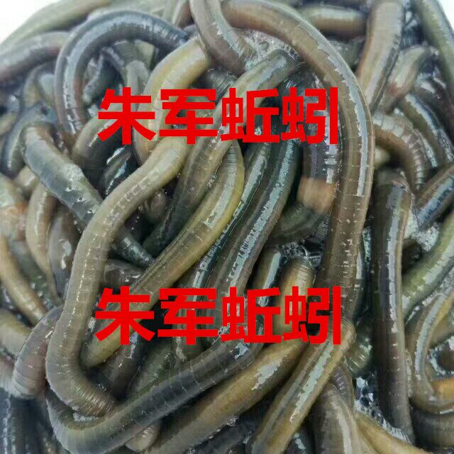 青蚯蚓 黑蚯蚓 中蚯蚓 老蚯蚓 快递包邮 特大号 蚯蚓 钓黄鳝